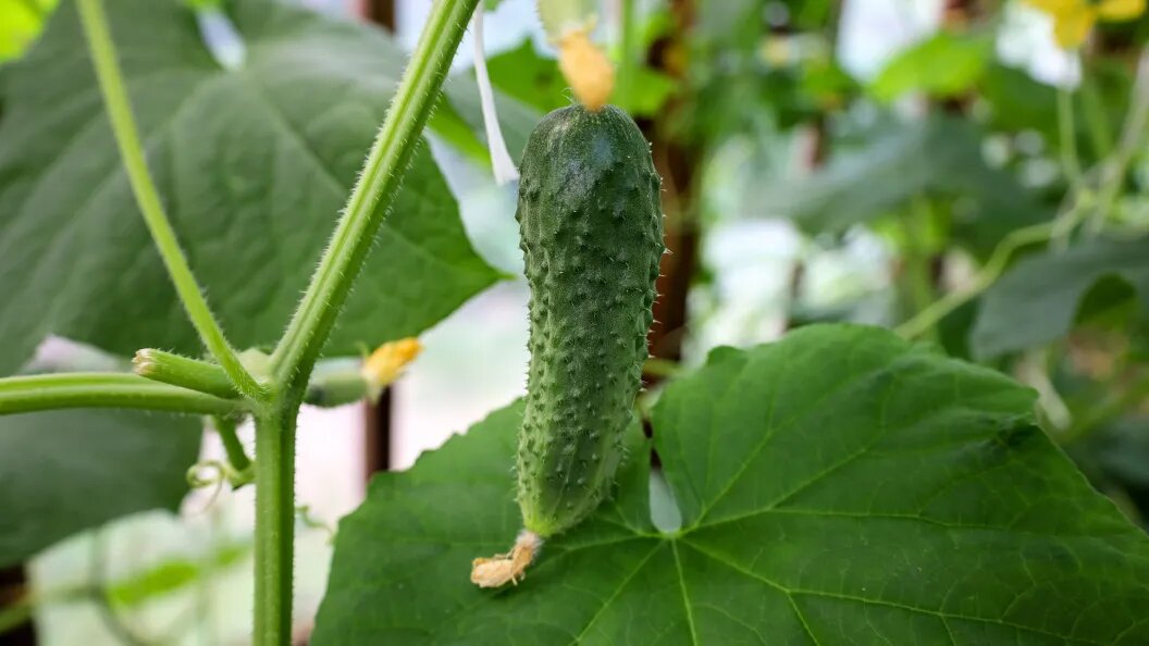    Елена Майорова/Global Look Press