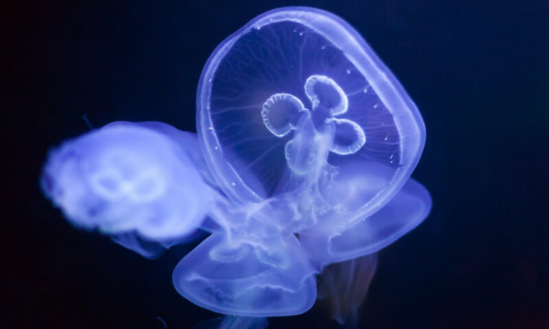    Фото freepik.com