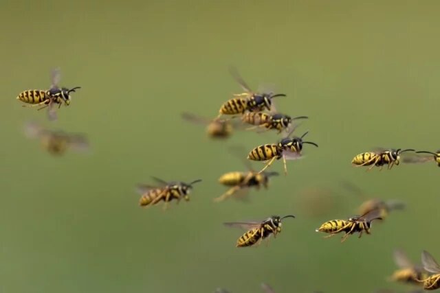    Как отвадить ос от стола с продуктами?