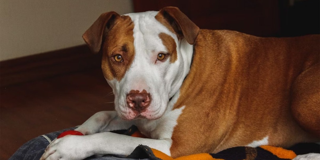 Хозяева вернули собаку в приют на последней стадии рака