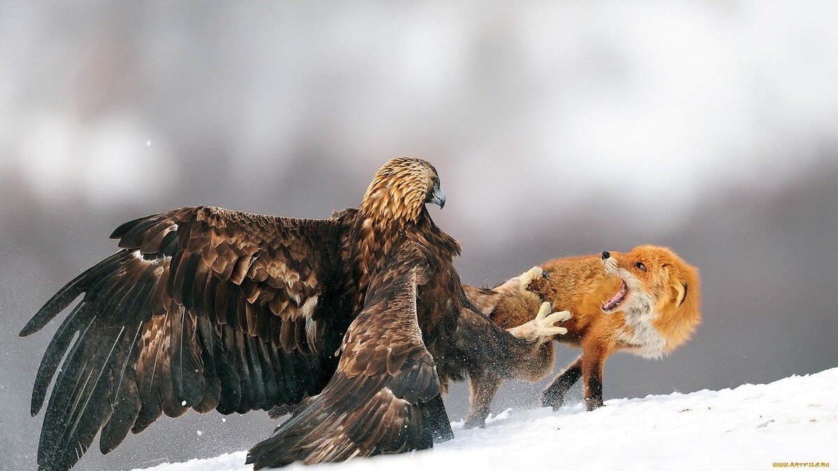 Фото с сайта: https://za.pinterest.com/pin/566679565591093300/