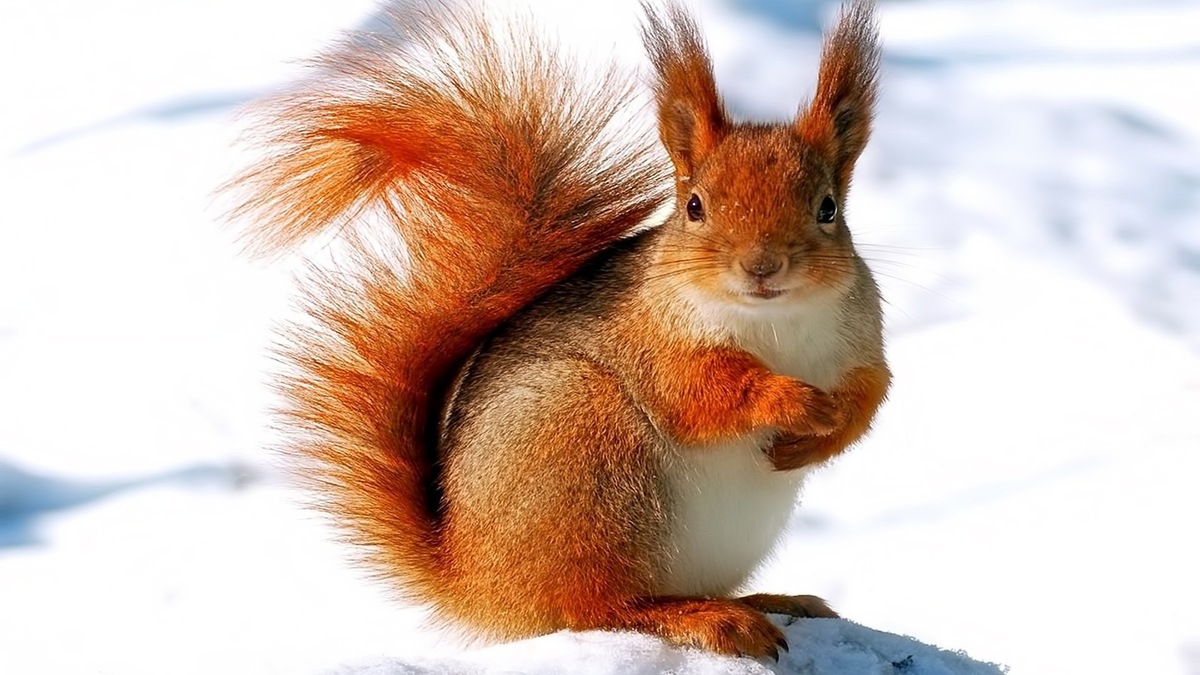 Фото с сайта: https://wishescards.ru/riyjiy/belchonok/