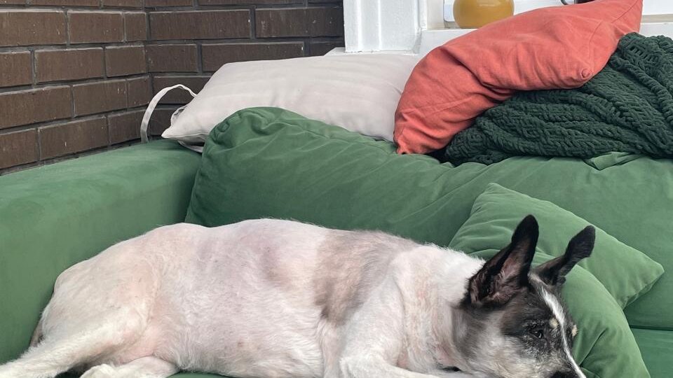 Четыре месяца назад девушка забрала тринадцатилетнюю собаку из приюта. Что же произошло у них за это время