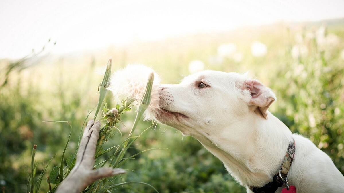 Фото с сайта: https://wallpaperscraft.ru/download/sobaka_morda_puh_trava_razmytost_66905/1920x1080