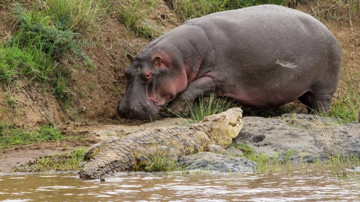 Фото с сайта: https://plitkakolomna.ru/NW/0ySVdOQVRJOEU1aXpIREtIZGI4ZVBPbGVzbjNKd2tock5CZS9DdURHZE5lYmVJK0h3Tm54MTQ3S2NoR2YvK3liaHZVV0tCai9oa2RMSU1pMklHcmF2bnJXZEFKd3lSekpUa3l1RERJTE09