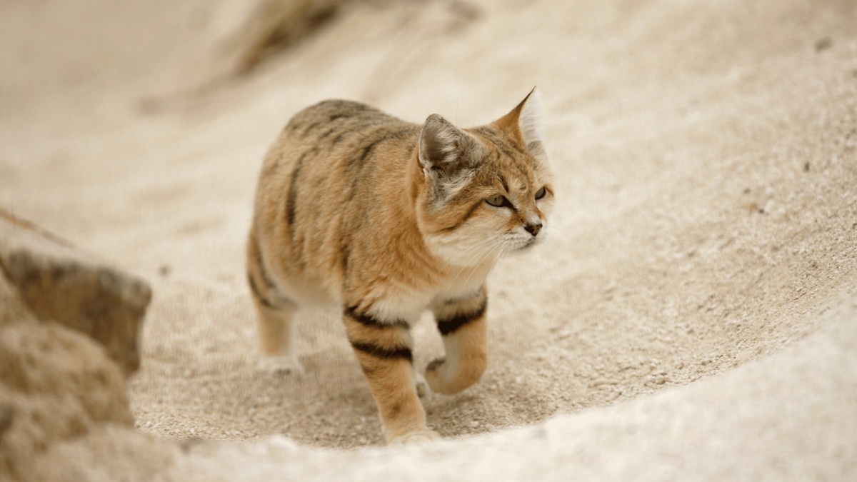 Фото с сайта: https://hotelmodernecreole.com/all-courses/