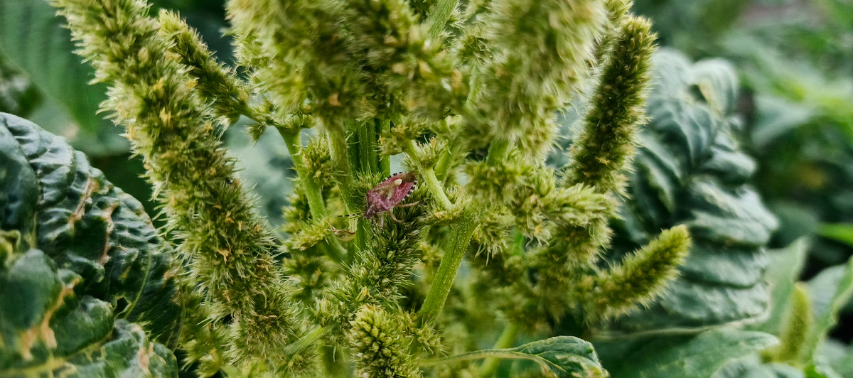 Красивый жучек