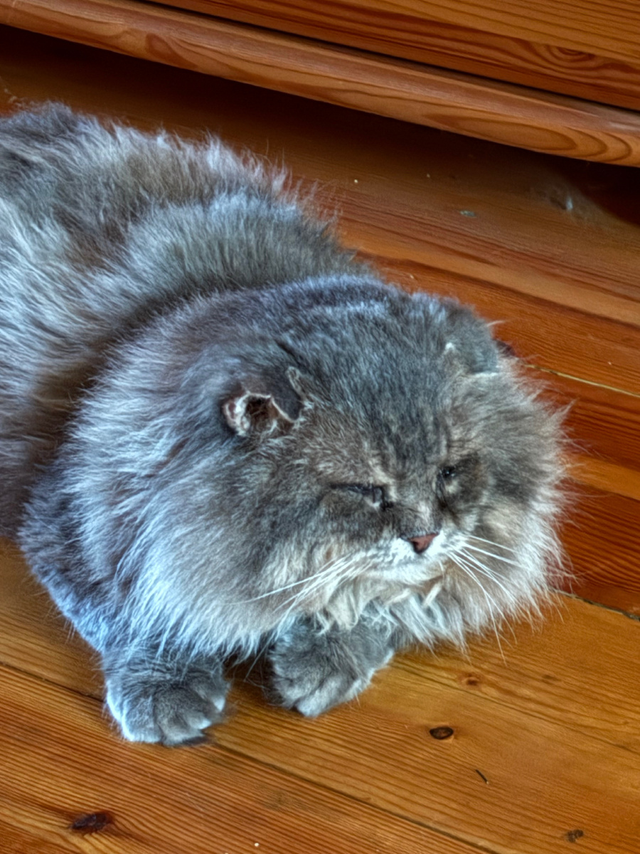 Сначала Филя лежал спокойно!