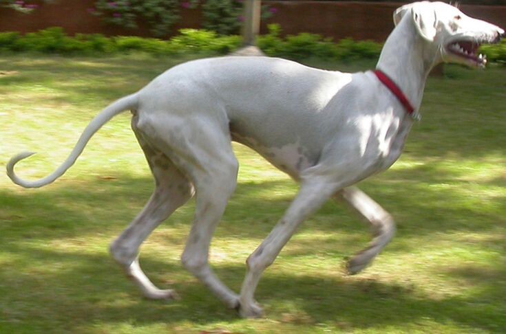 -Хотите восстановить? Сначала поймайте!