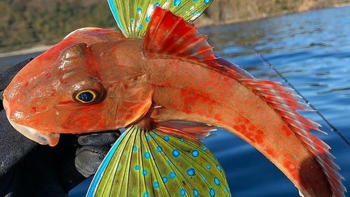 Морской петух во всей красе!