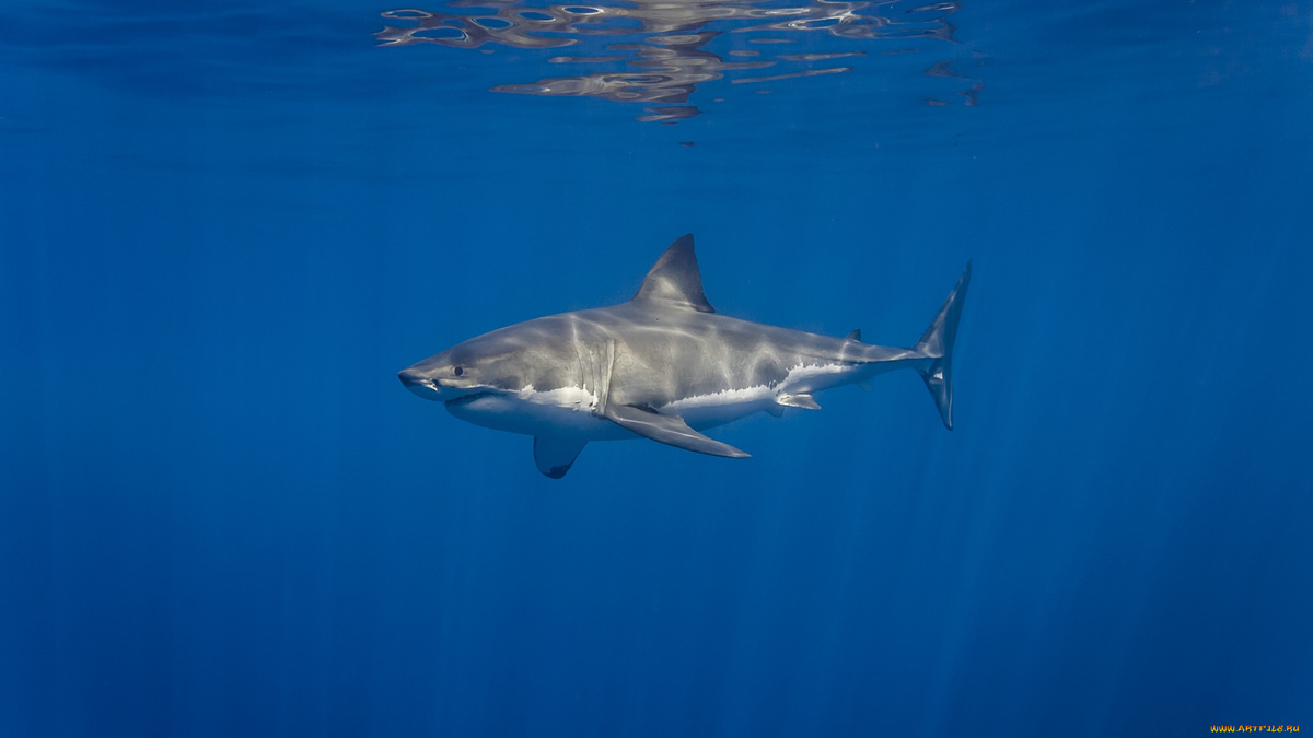 Фото с сайта: https://artfile.me/download/great-white-shark-zhivotnye-akuly-mir-ak-816698/1920x1080