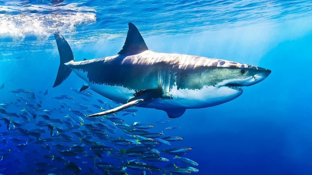 Фото с сайта: https://oboyplus.ru/30159-akuly