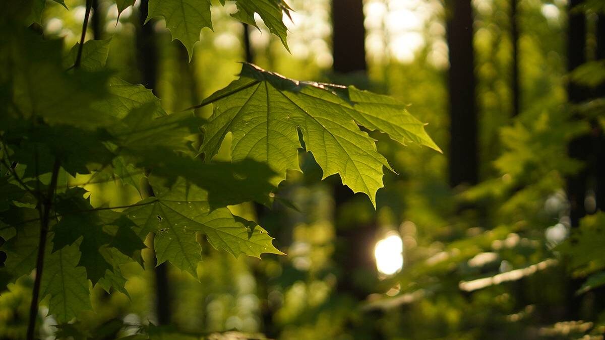   Фото: Анатолий Цымбалюк / Вечерняя Москва