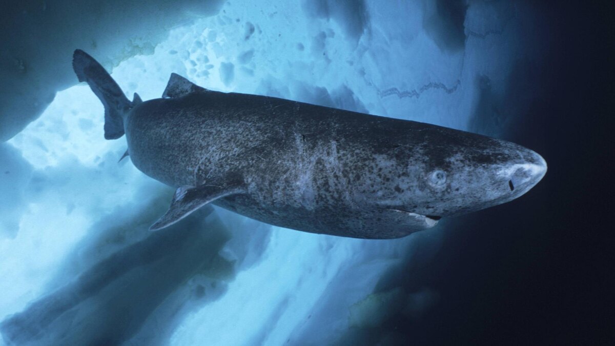 Фото с сайта: https://www.kakadu.de/haie-in-nord-und-ostsee-starrer-blick-und-scharfe-zaehne-100.html