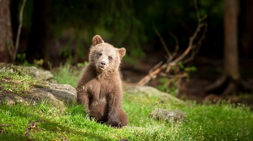 Медвежонок