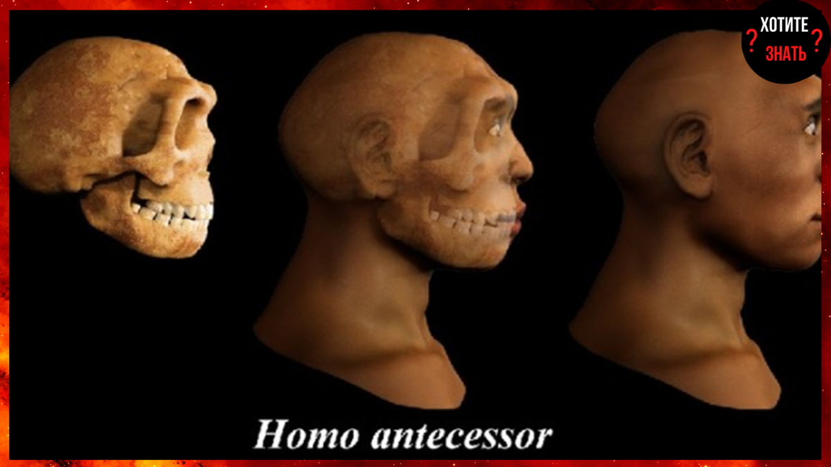 Homo antecessor 
