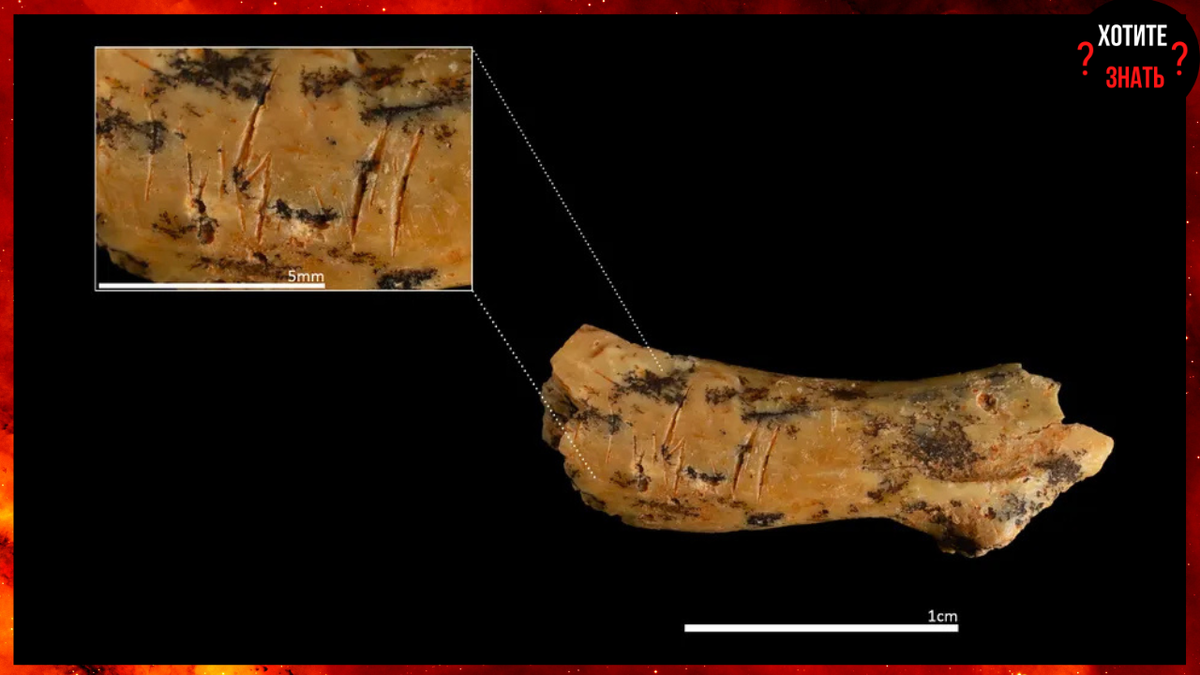 Фрагмент детского шейного позвонка (возраст 2–5 лет) с резаными следами, указывающими на практику каннибализма. (Источник изображения: Maria D. Guillén / IPHES-CERCA)