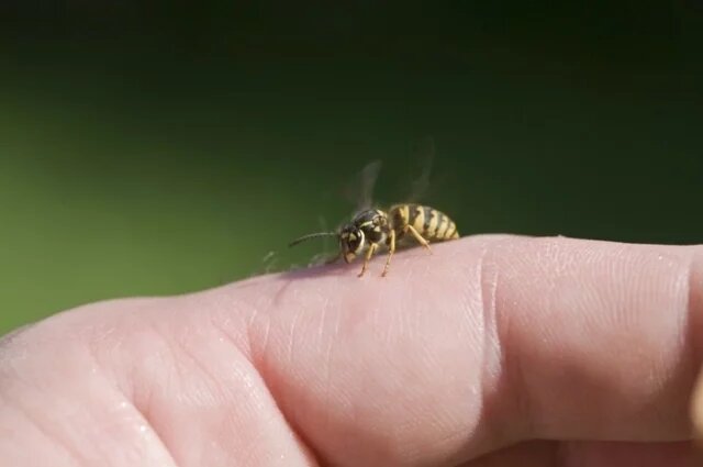    Что делать, если нападают осы?