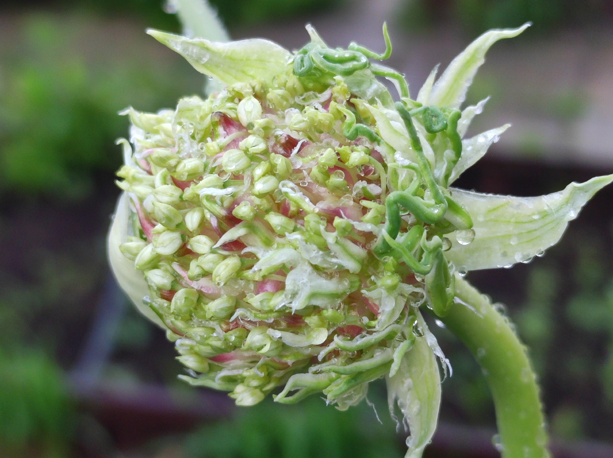 Фото автора, раскрылся цветонос чеснока, 25 июля 2025 года