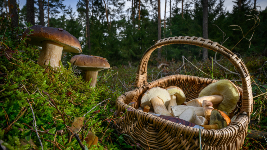    Фото: www.globallookpress.com/Patrick Pleul