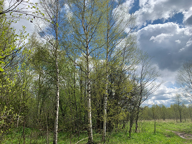 В Тверской области РСХН не дал землевладельцу на заросших участках развести лес