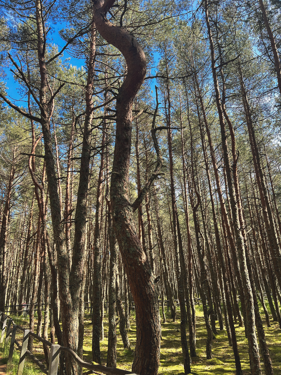 Прогулка по короткому настилу (около 0.8 км) среди этих живых скульптур – особое чувство. Место очень атмосферное!