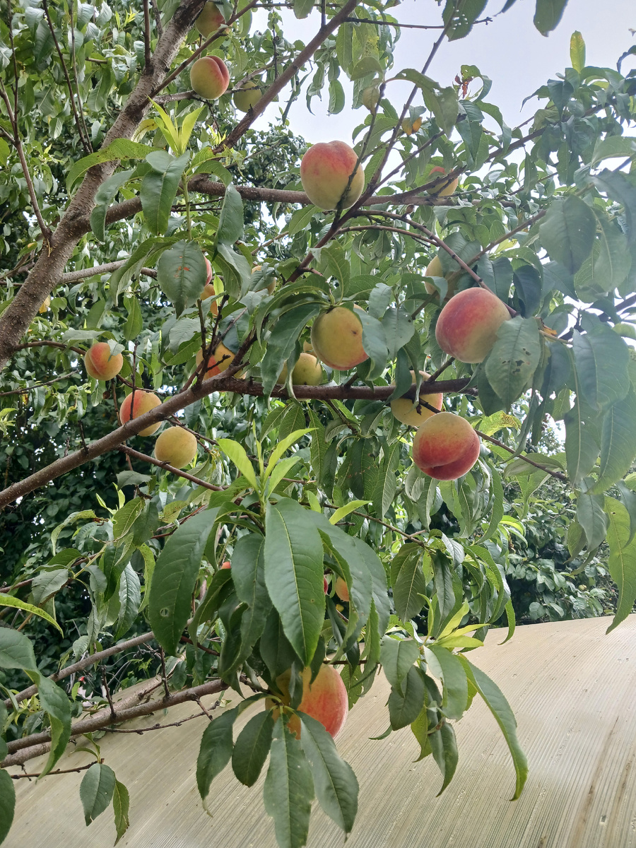 Персик "Ред Хейвен"