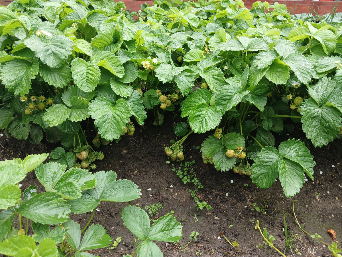 Клубника "Сенсация"