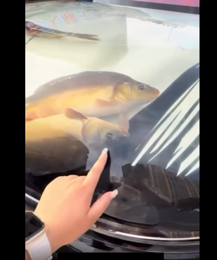 Когда девушка начала тыкать когтями, мне стала немного страшно, что продырявит