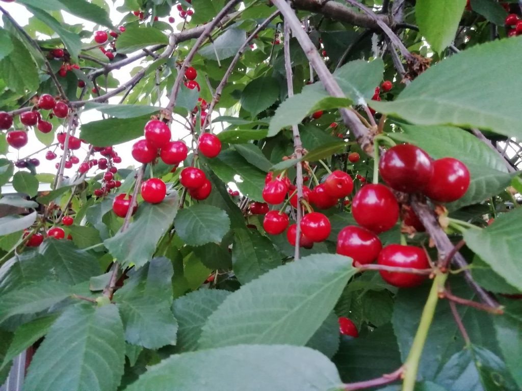   Фото: А. Воронин. Галина Ященко
