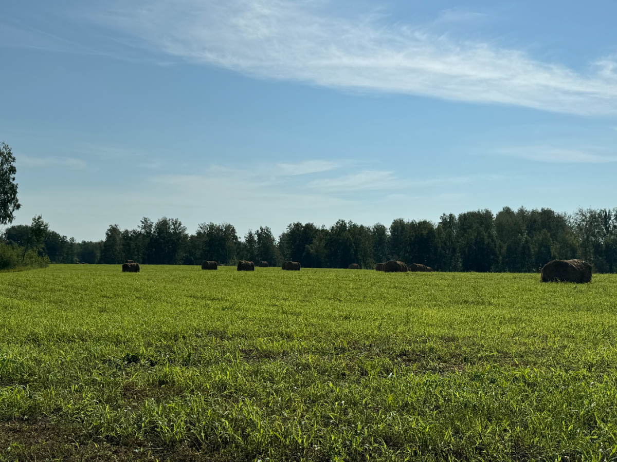 Покос. Фото 25.07.2024 года.