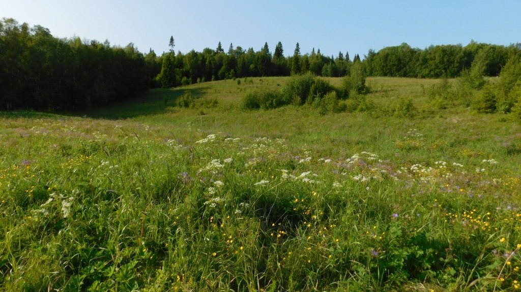 Луг, названный в честь Богородицы.