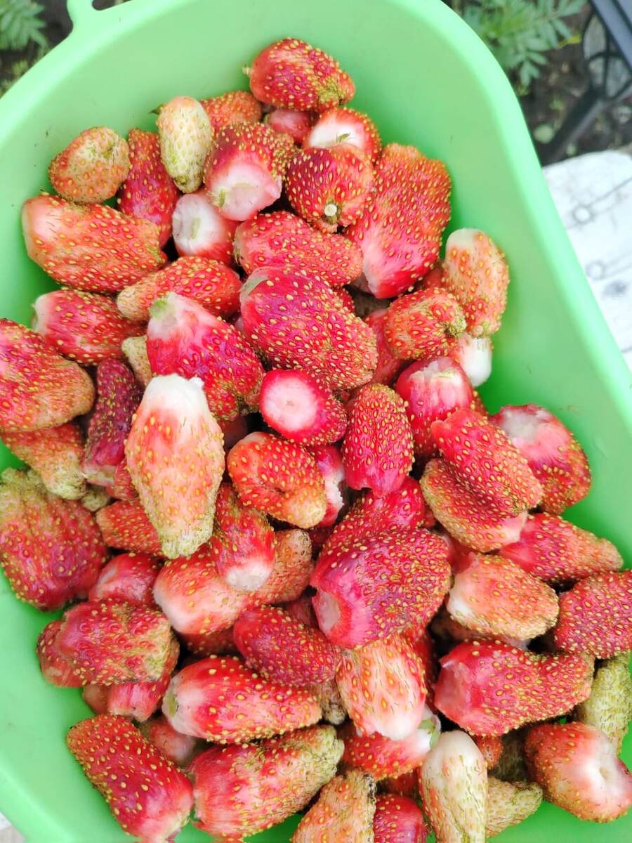 Такая вот клубника выросла в саду. Это фото и все остальные выполнены моим братом. 