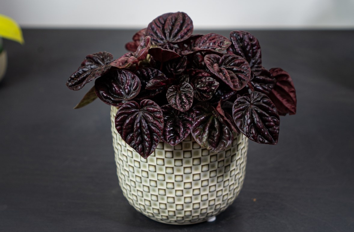 "Шуми Ред" (Schumi Red)