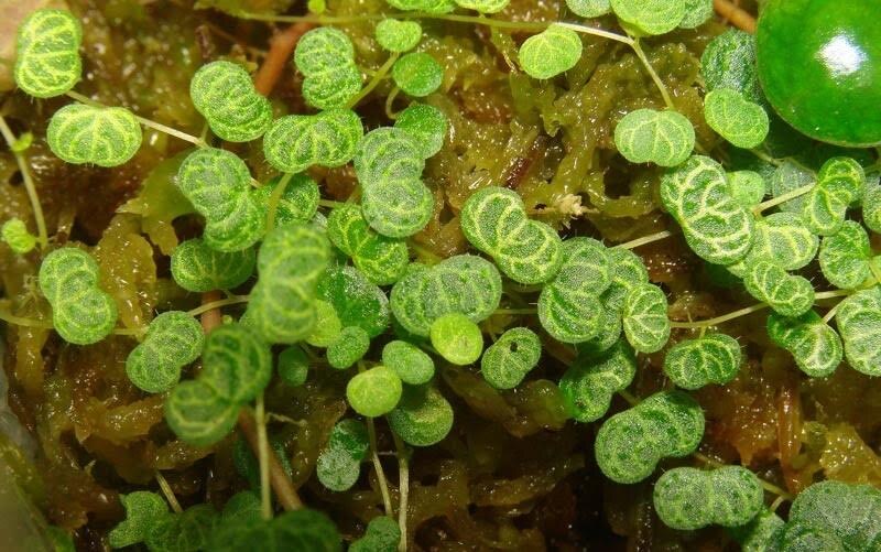 Peperomia emarginella 'Ecuador'
