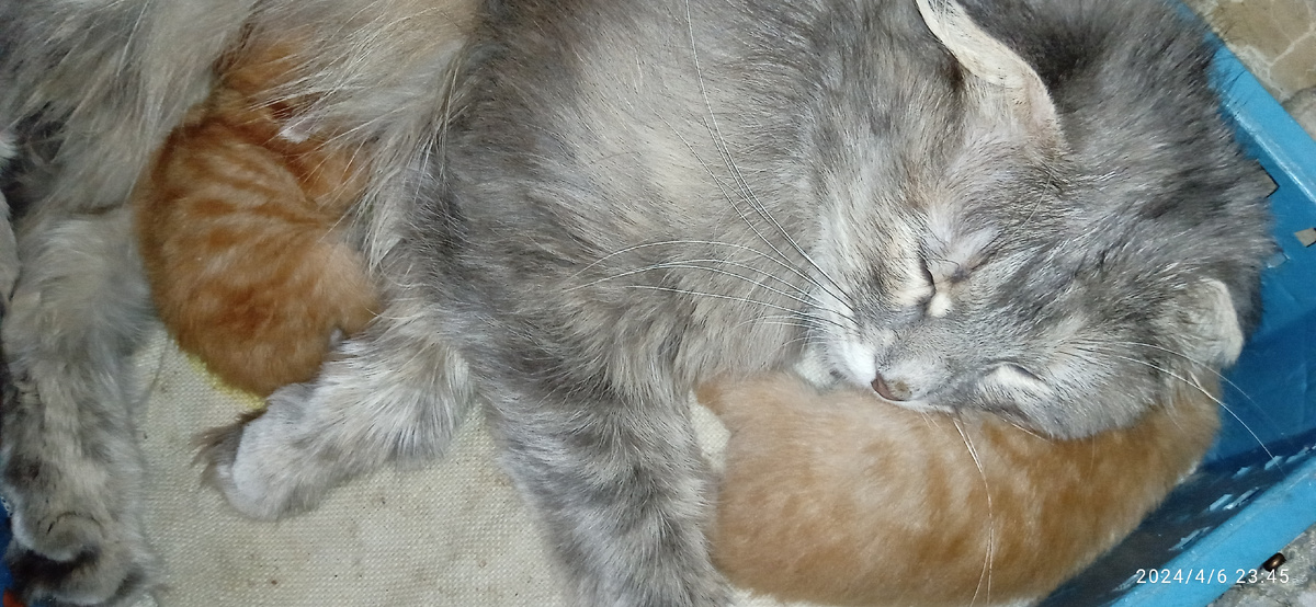 Зайка и её рыжие котята с первого помёта