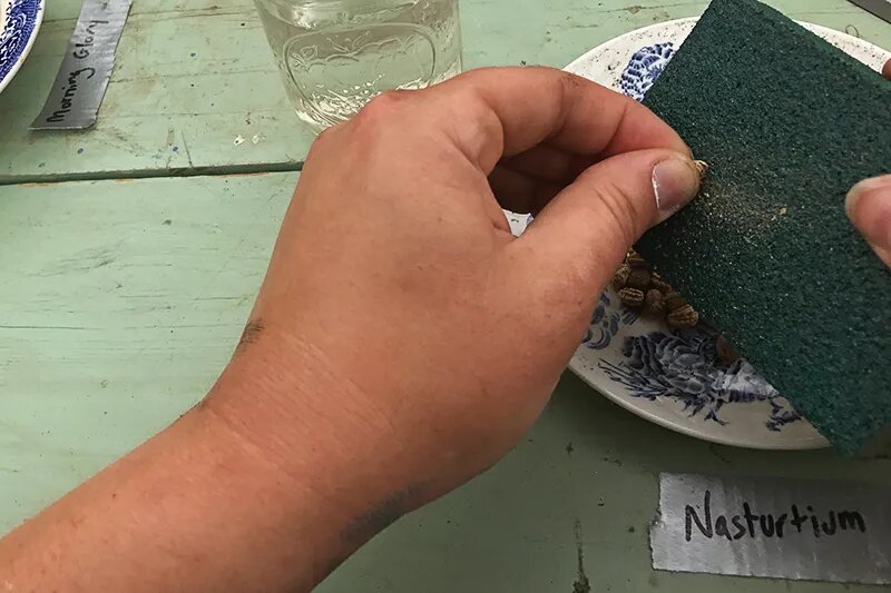 Скарификация