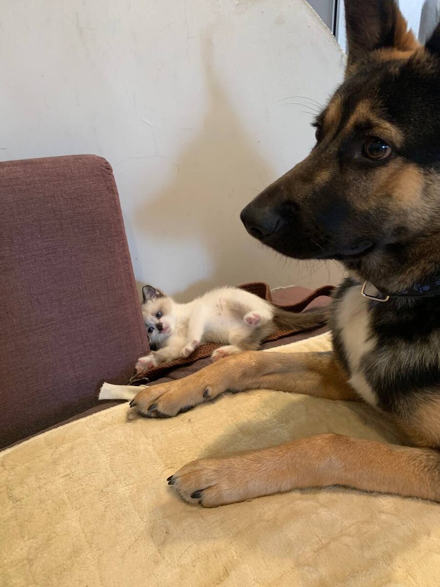 Манюня и Гаврюша