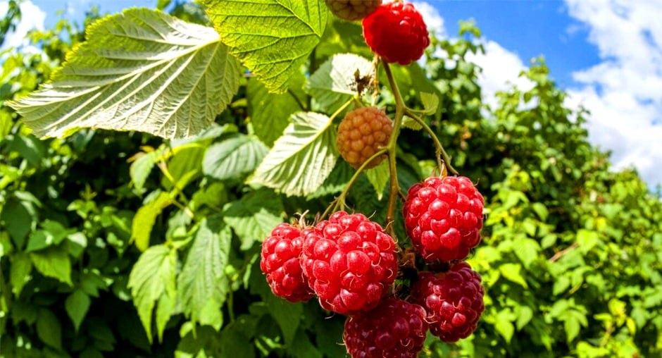 ФГБУ «ЦОК АПК»