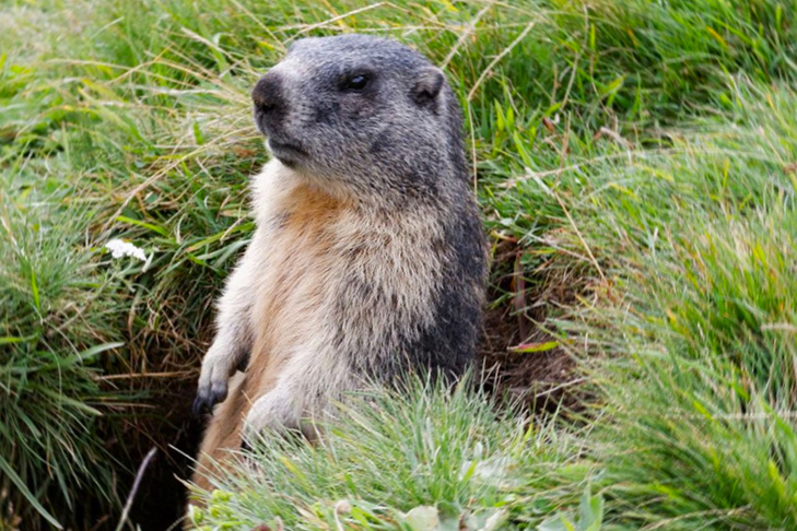    Фото: Минприроды НСО