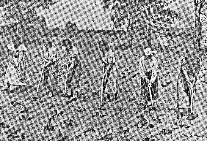 Колхоз «Труд». Звено тов. Ерош на прополке капусты.