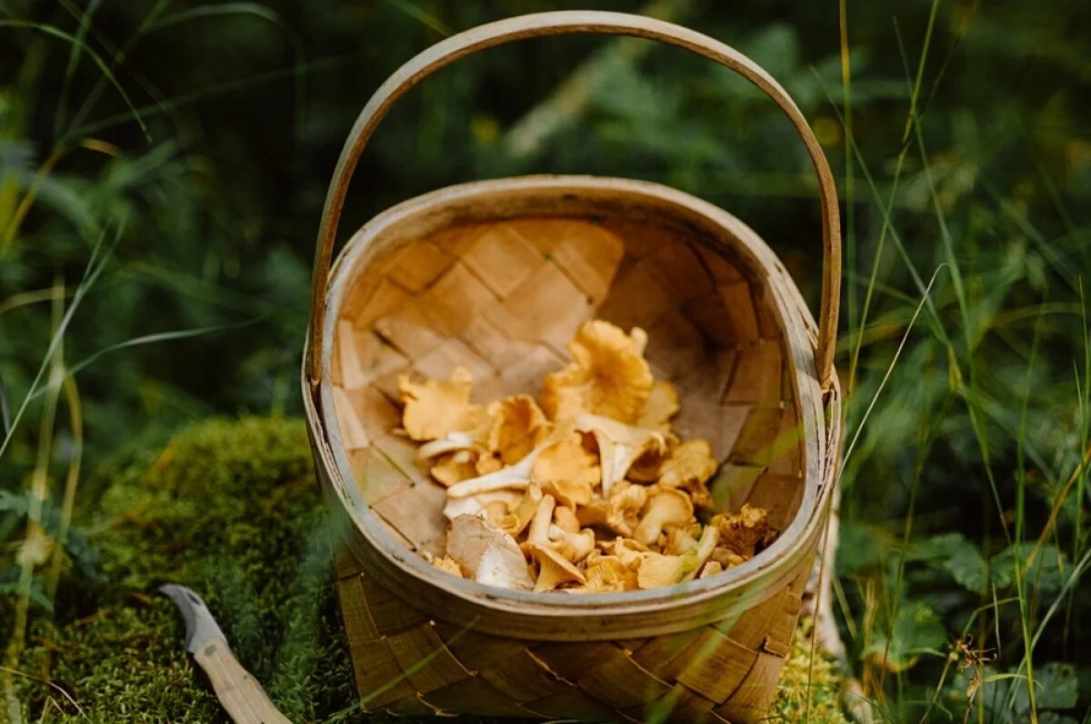    Миколог Дьяков назвал грибы, которые сейчас можно встретить в Подмосковье