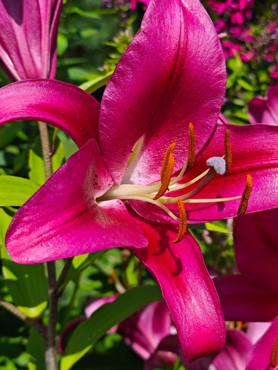 Пусть картинки будут о цветах. Фото мои. 