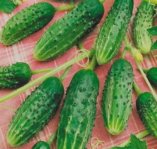 Огурцы Капелька, без горечи