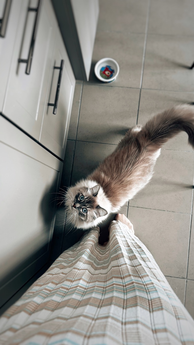 Мы с подружками по очереди присматриваем за нашими пушистыми, когда уезжаем на отдых. Сейчас моя очередь присматривать за котами подруги, пока она в отпуске. Если не узнали, то это Марсель. Тот мелкий карапуз, который вымахал вот в такого красавца. 