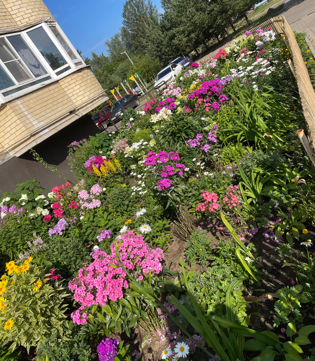 Фото моей любимой клумбы, спасибо прекрасные жители этого дома . Клумба по пути в Машин сад, в будни вдыхаем ее аромат и любуется постоянно. 