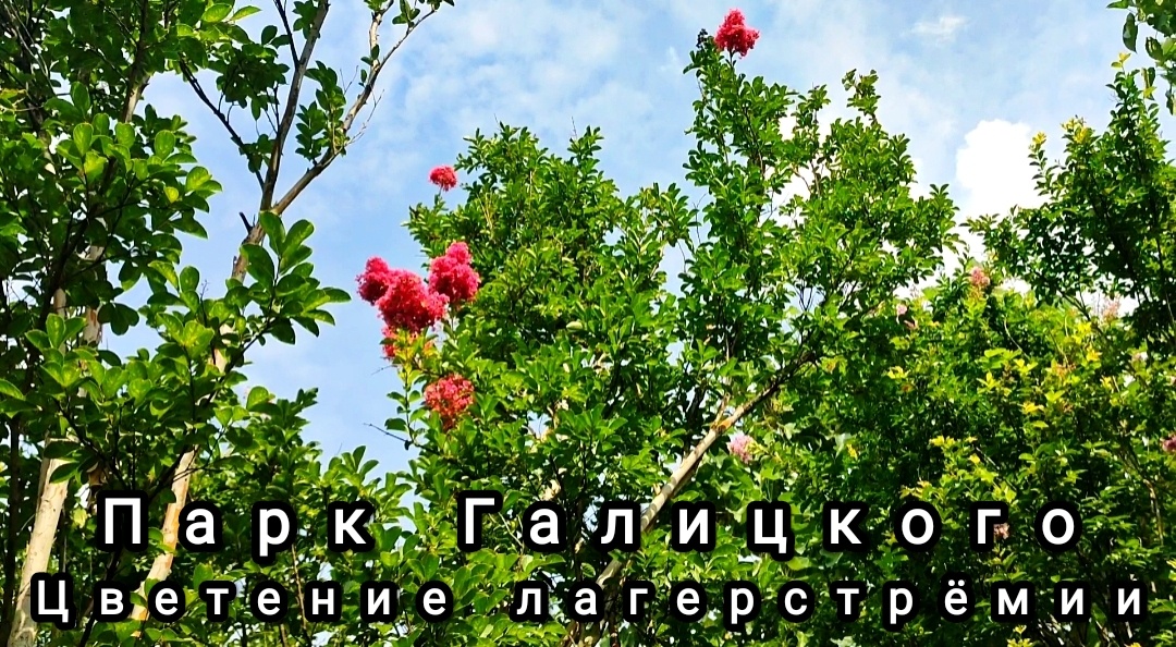 🌿🌸🌿🌸🌿🌸🌿