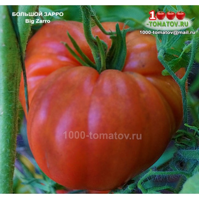 Томат Большой Зарро - Big Zarro фото 1
