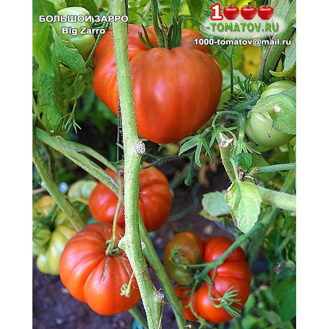 Томат Большой Зарро - Big Zarro фото 2