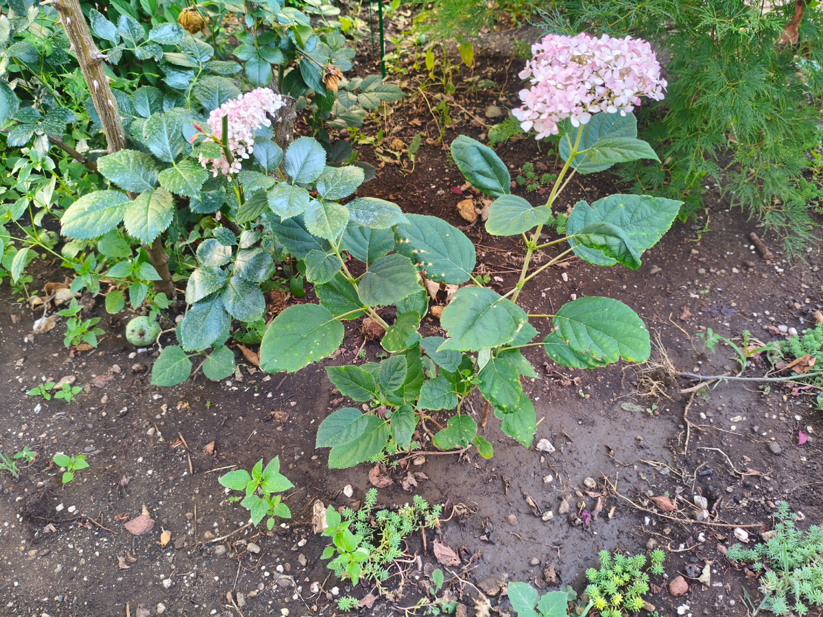 Состояние почвы утром после вечернего полива, днем грунт возьмется жесткой коркой